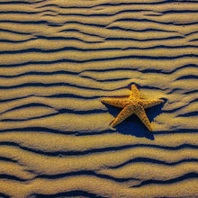 Starfish of Wavy Sandy Beach by Gary Gay, Archival Photography Print
