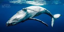 “Hula Whale” by Larry Beard, Fine Art Aluminum