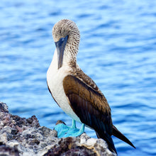 "Blue Footed Boobie" by Ellen Louise Photography, Photograph on Aluminum