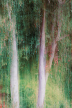 "Fairy Trees" by Kathleen Jennette, Photograph on Fine Art Paper