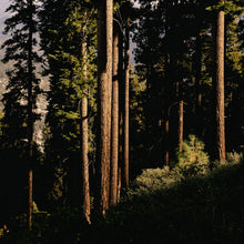 Tall trees in a forest with sunlight filtering through the leaves
