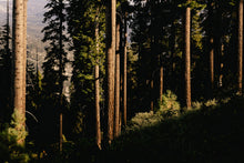 Tall trees in a forest with sunlight filtering through the leaves