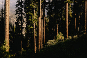 Tall trees in a forest with sunlight filtering through the leaves