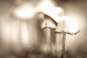 "Street Mushrooms" by Kathleen Jennette, Photograph on Fine Art Paper