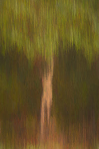 "Wood Land Tree" by Kathleen Jennette, Photograph on Fine Art Paper