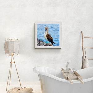 "Blue Footed Boobie" by Ellen Louise Photography, Photograph on Aluminum