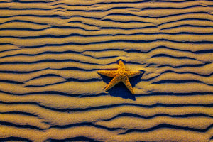 Starfish of Wavy Sandy Beach by Gary Gay, Archival Photography Print