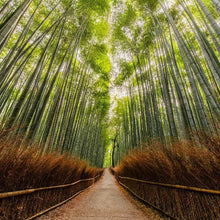 "Arashiyama Bamboo Forest" By Armand Nour, Archival Paper