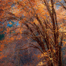 "Golden Glow Oaks Three" By Johnnie Houston, Photograph on Fine Art Paper