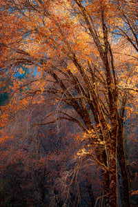 "Golden Glow Oaks Three" By Johnnie Houston, Photograph on Fine Art Paper