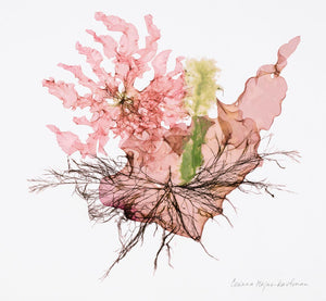 Seaweed #26 by Corinna Kaufman