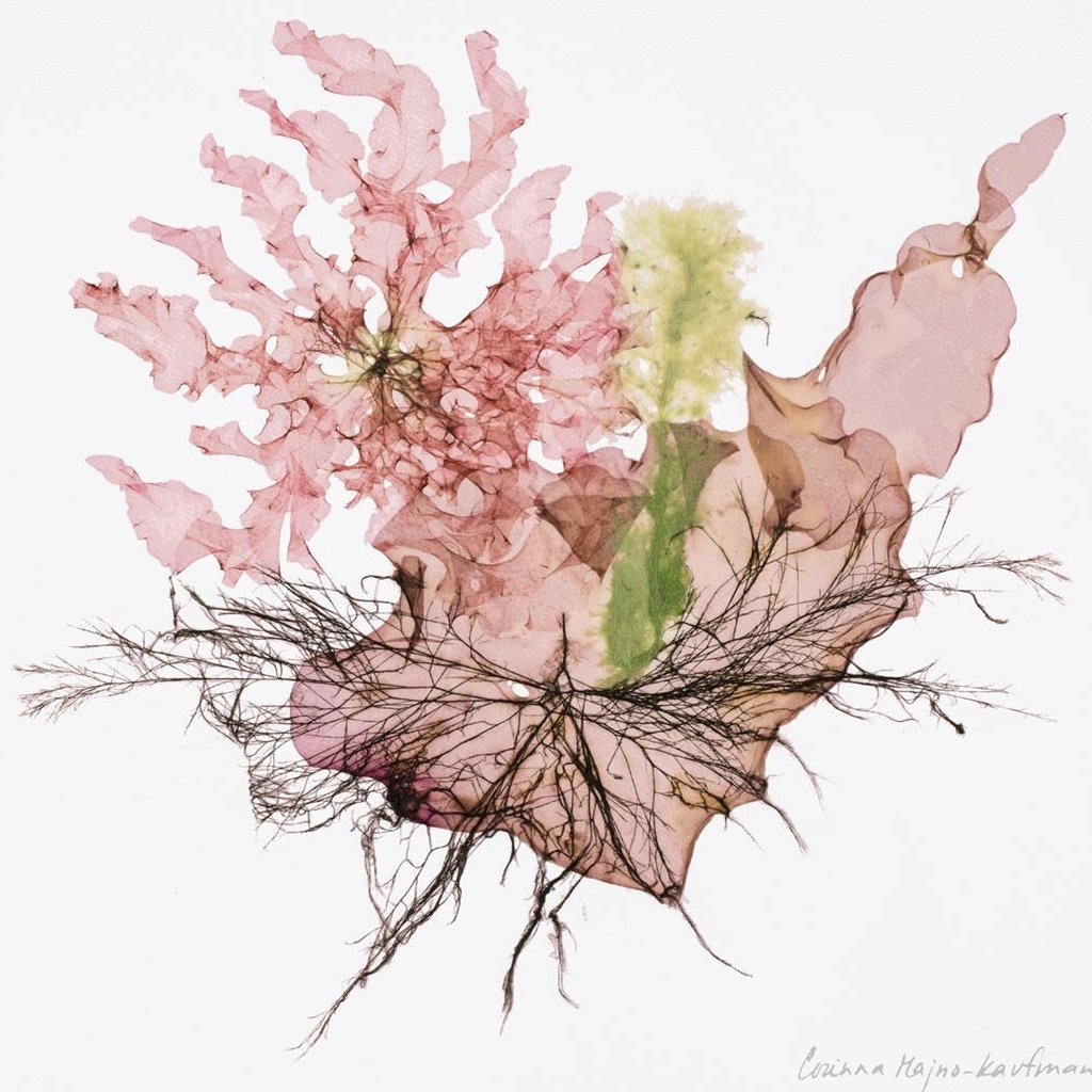 Seaweed #26 by Corinna Kaufman