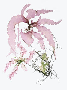 Seaweed #6 by Corinna Kaufman