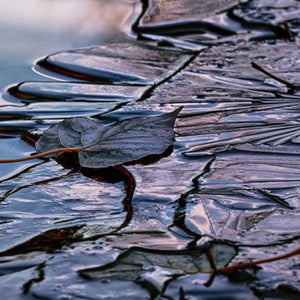 "Cottonwood Leaf and Early Morning Ice" By Johnnie Houston, Photograph on Fine Art Paper