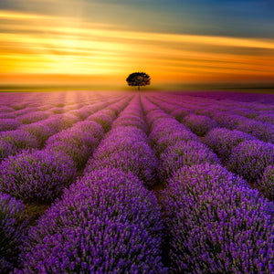 "Sunset in Provence" by Harv Greenberg, Photograph on Aluminum