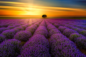 "Sunset in Provence" by Harv Greenberg, Photograph on Aluminum