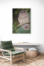 “Barred Owl” By Kristi Argyle, Acrylic on Canvas